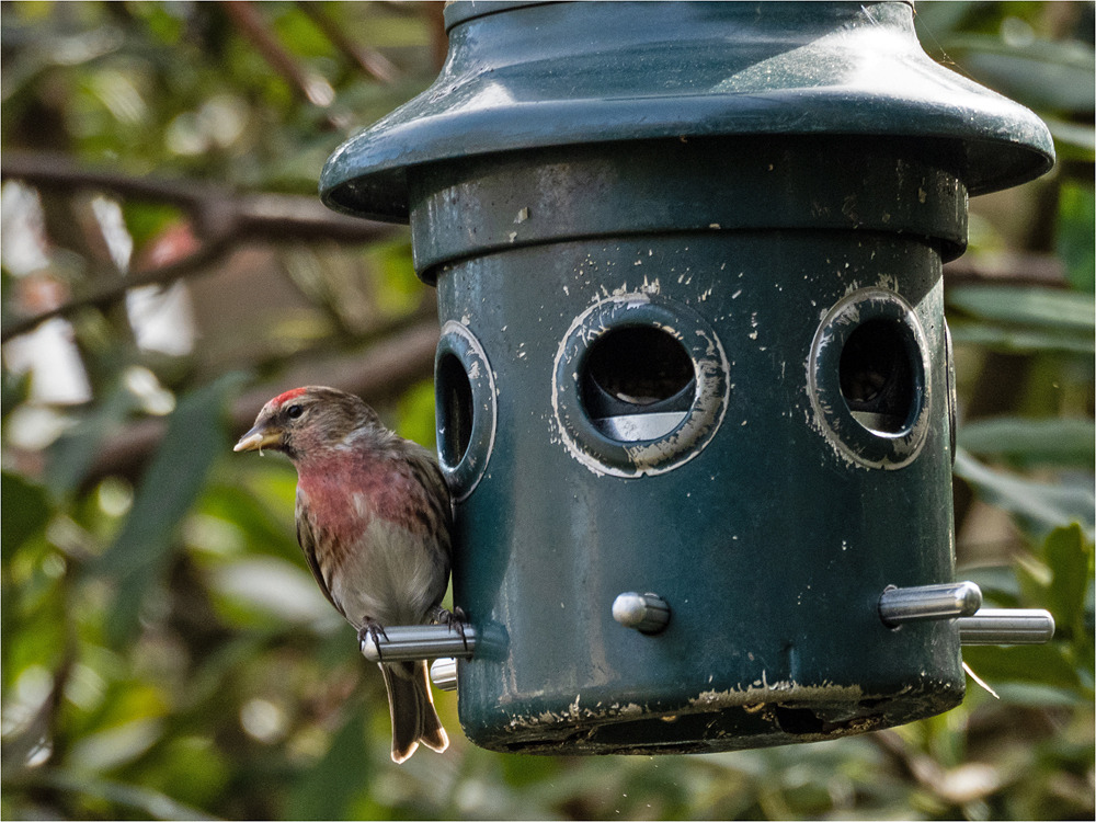 _MJH1318s Redpoll